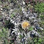 Carlina acanthifolia Blad