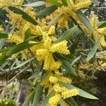 Acacia longifolia Blomma