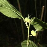 Cleidion castaneifolium Hedelmä