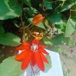 Passiflora miniata