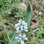 Hyacinthella leucophaea फूल