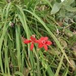 Crocosmia aureaLorea