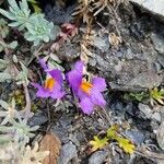 Linaria alpina Квітка