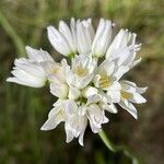 Allium massaessylum Flower