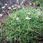 Arenaria balearica Hábito
