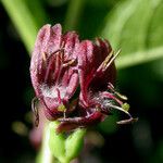 Lonicera conjugialis Blomma