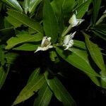 Alibertia edulis Flower