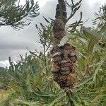 Banksia serrata പുഷ്പം