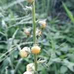 Verbascum blattaria Kwiat