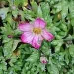 Saxifraga rosaceaΛουλούδι