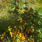 Acer pseudoplatanus Habit