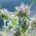 Navarretia leucocephala Habitatea