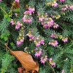 Erica carnea Lapas