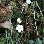 Arenaria balearica फूल