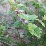 Mentha arvensis Листок