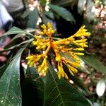 Palicourea quadrifolia Blomst