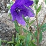 Platycodon grandiflorus Flower