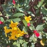 Gelsemium sempervirens Blüte