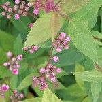 Spiraea japonica Ліст