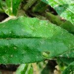 Nonea lutea Leaf