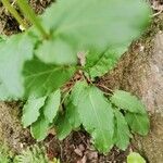 Rumex roseus Hoja