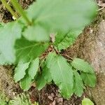 Rumex roseus Leaf