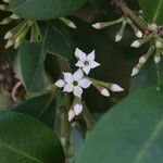 Acokanthera oppositifolia Flor