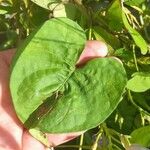 Ipomoea tiliacea Leaf