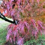 Acer japonicumLeaf