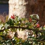 Cotoneaster salicifolius Leht