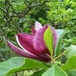 Magnolia liliiflora Floare