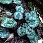 Cyclamen purpurascens Blad