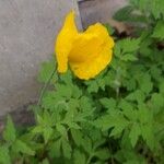 Papaver cambricumFlower