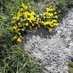 Cytisus decumbens Flor