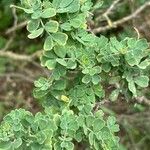 Coronilla glauca ഇല