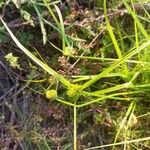 Carex bohemica Feuille