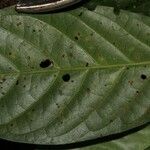 Psychotria alatipes Leaf