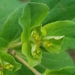 Euphorbia helioscopia Kukka