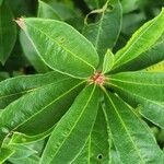 Rhododendron arborescens Deilen