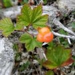 Rubus chamaemorus Owoc