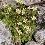 Saxifraga bryoides Fleur