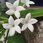 Jasminum grandiflorum Flor