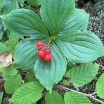 Cornus canadensis Folla