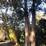 Eucalyptus globulus Natur