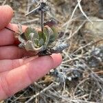 Eriogonum umbellatum Лист