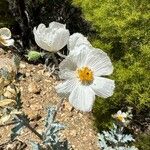 Argemone pleiacantha Çiçek