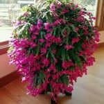 Schlumbergera bridgesii Hàbitat