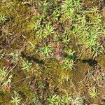 Parentucellia latifolia Цветок