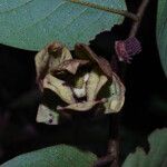 Uvaria scabrida Flower