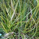 Carex grayi Beste bat